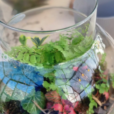 31/07 - Workshop: Maak jouw eigen terrarium
