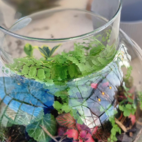 31/07 - Workshop: Maak jouw eigen terrarium